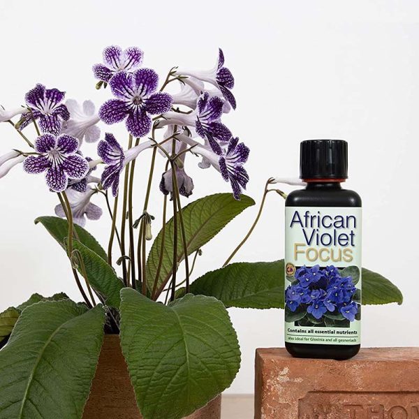 African Violet Focus 300ml