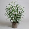 Ficus binnendiijkii Alii