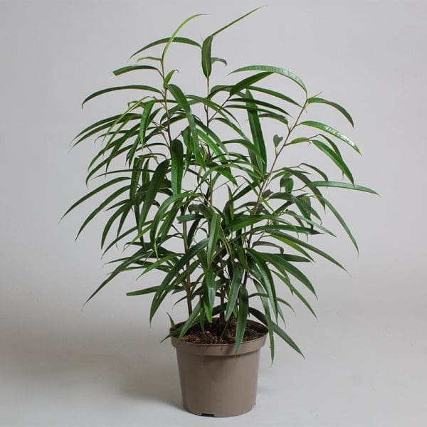 Ficus binnendiijkii Alii