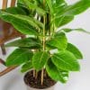 Ficus Altissma