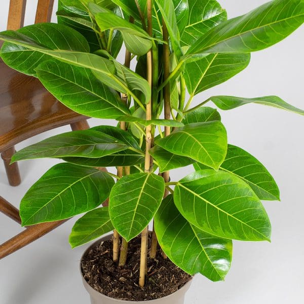 Ficus Altissma