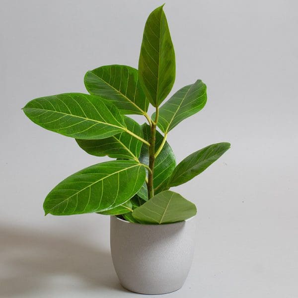 Ficus Altissma 13cm