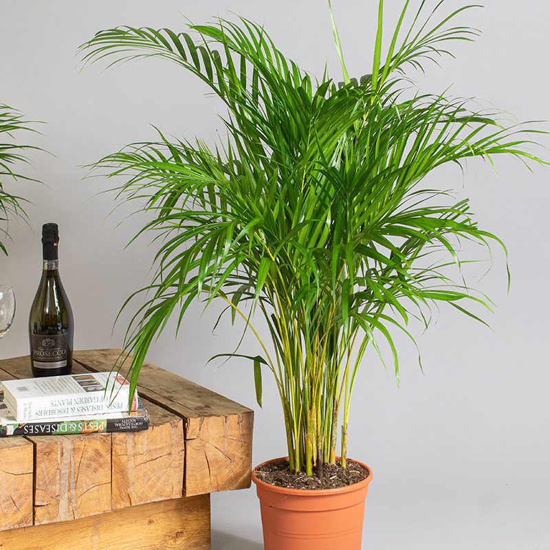 Areca Palm 4L - Tropical Plants UK