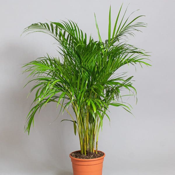 Areca Palm