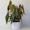 Begonia Maculata (15cm Pot)
