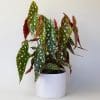 Begonia Maculata (15cm Pot) - Image 2