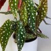 Begonia Maculata (15cm Pot) - Image 3