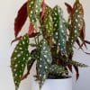 Begonia Maculata (15cm Pot) - Image 4