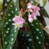 Begonia Maculata (15cm Pot) - Image 5