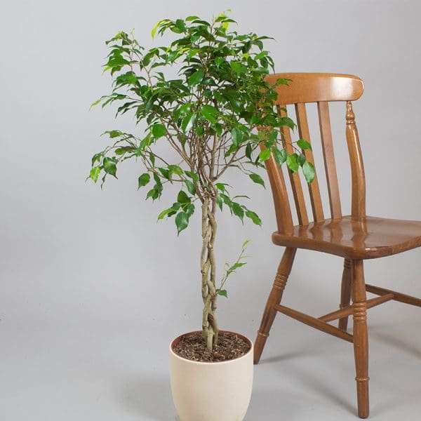 Ficus Benjamina