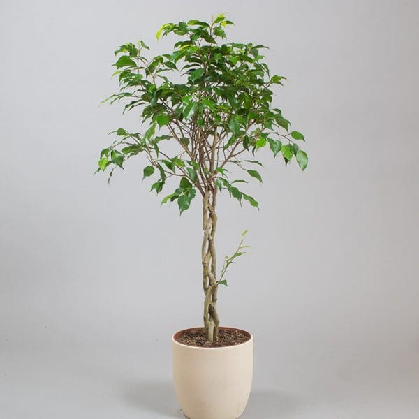 Ficus Benjamina