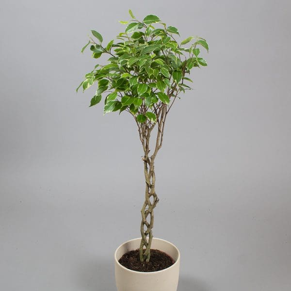 Ficus Benjamina Variegata