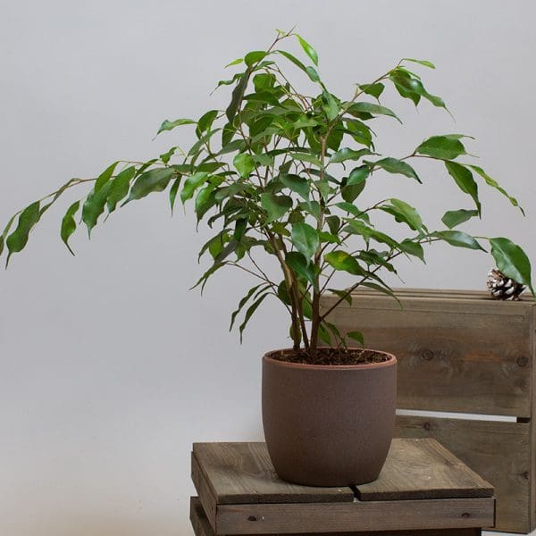 Ficus Benjamina