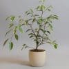 Ficus Benjamina Variegata