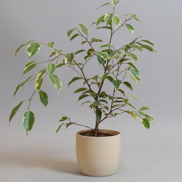 Ficus Benjamina Variegata