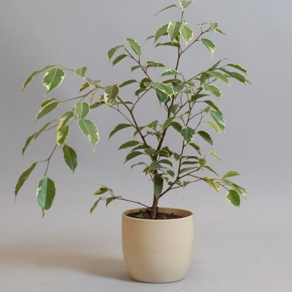 Ficus Benjamina Variegata