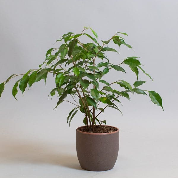 Ficus Benjamina