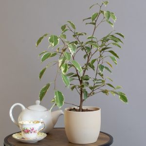 Ficus Benjamina Variegata