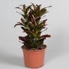 Croton Bush Fire 13cm