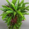 Calathea Rufibarba 15cm - Image 2