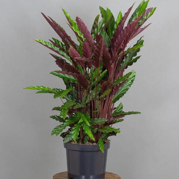 Calathea Rufibarba