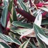 Calathea Triostar 3L - Image 2
