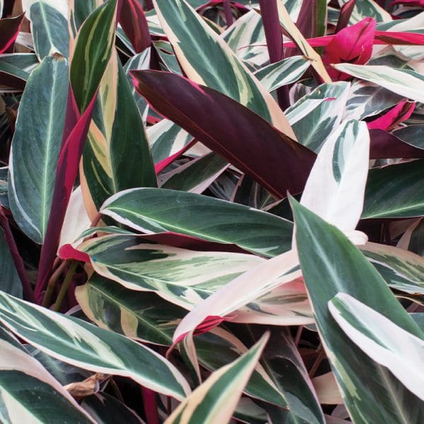 Calathea Triostar