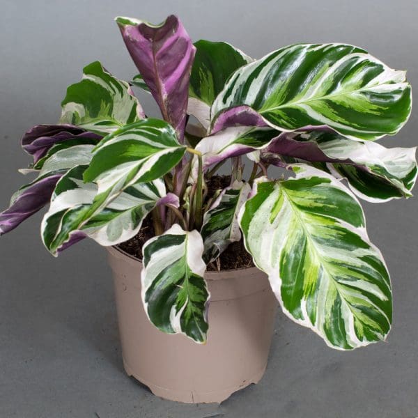 Calathea White Fusion