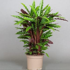 Calathea rufibarba