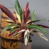 Calathea Triostar