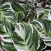 Calathea White Fusion 15cm - Image 2