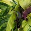 Calathea Yellow Fusion 15cm - Image 2