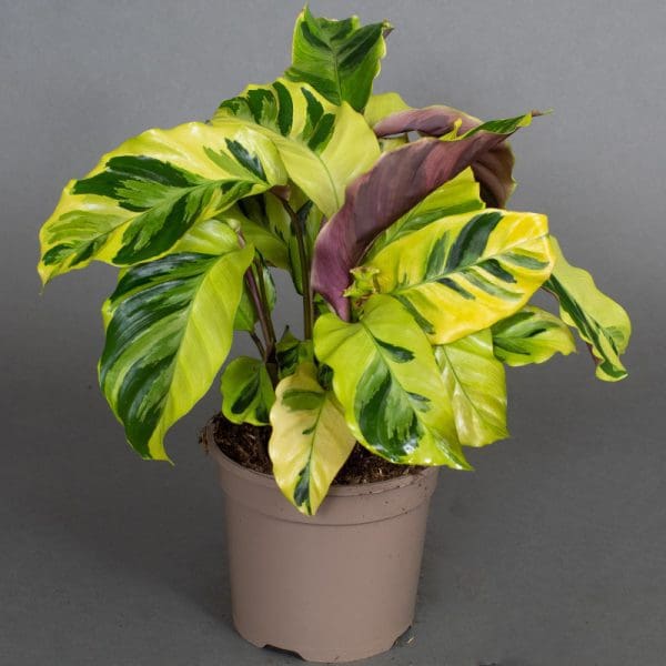 Calathea Yellow Fusion