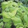 Callisia Repens