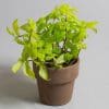 Callisia Repens