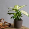 Dieffenbachia Camilla