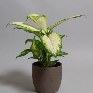 Dieffenbachia Camilla