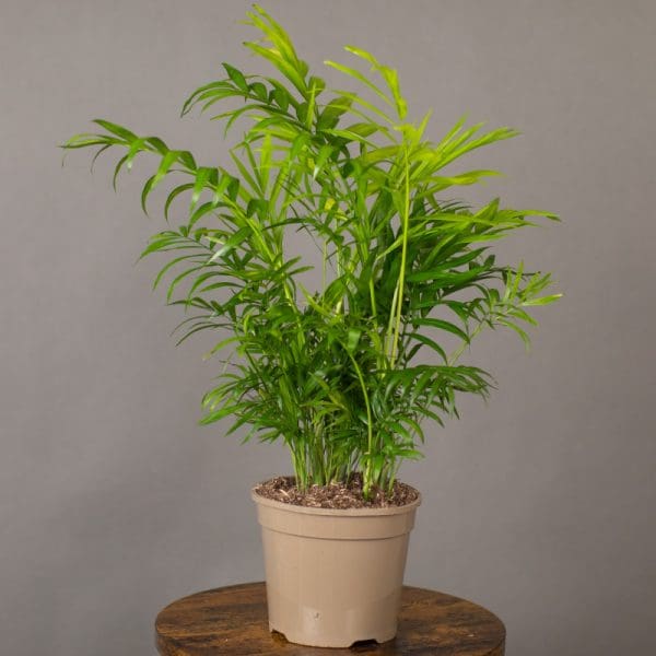 Chamaedorea