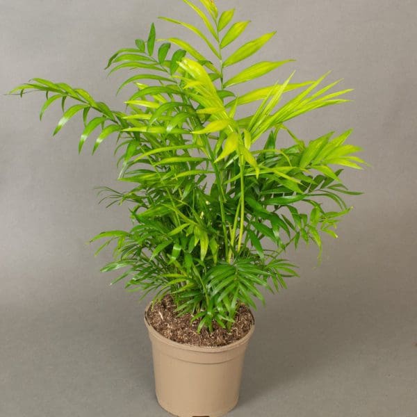 Chamaedorea