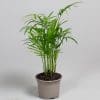 chamaedorea elegans