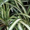 Chlorophytum Comosum ‘Variegatum’ | Spider Plant |  9cm Pot - Image 2