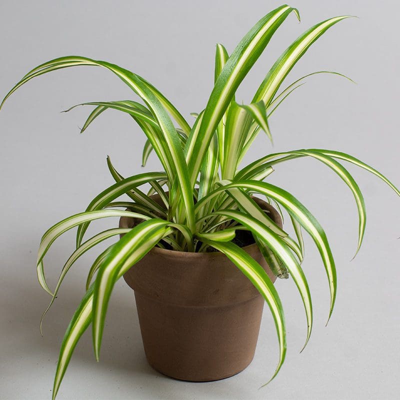 Spider Plant Chlorophytum Variegatum, Established plant approx. 15cm length