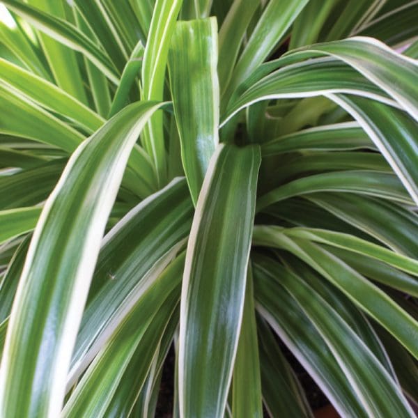 Chlorophytum Laxum