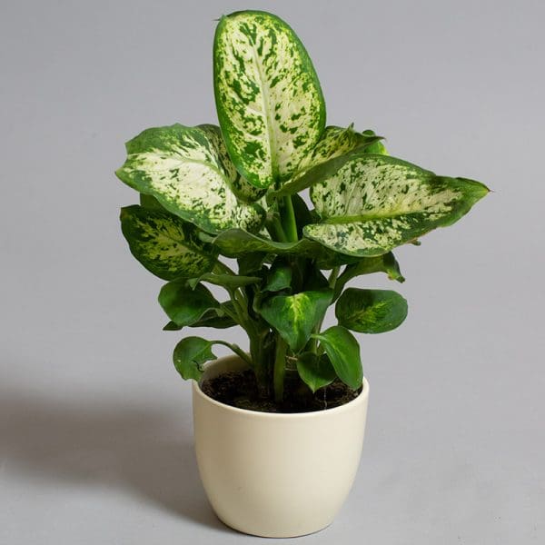 Dieffenbachia Compacta