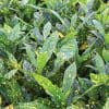 Croton Acubafolia (13cm Pot) - Image 3