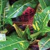 Croton Excellent (15cm Pot) - Image 2