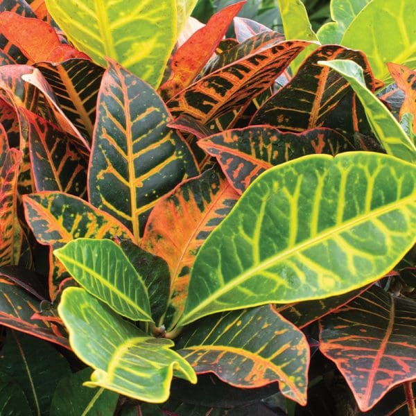 Croton Petra