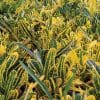 Croton Yellow Banana