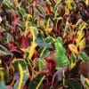 Croton Mammy Branched 15cm - Image 3