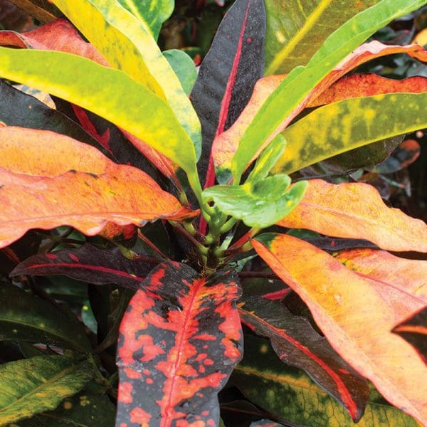 Croton Mango Tango